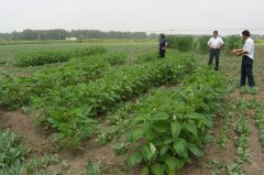 喝板蓝根能预防禽流感吗?